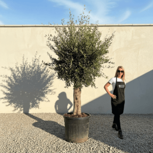 Tuscan Olive Tree B80 (Vecchio Range)