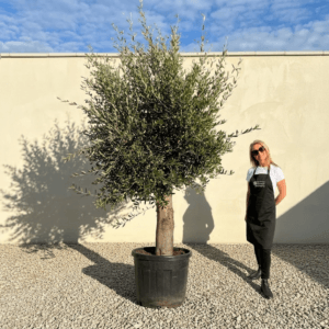 Tuscan Olive Tree B81 (Vecchio Range)