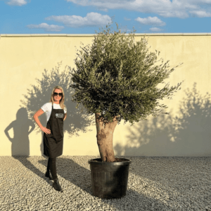 Tuscan Olive Tree B82 (Vecchio Range)
