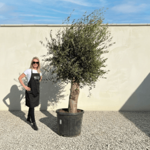 Tuscan Olive Tree B83 (Vecchio Range)