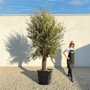 Tuscan Olive Tree B84 (Vecchio Range)