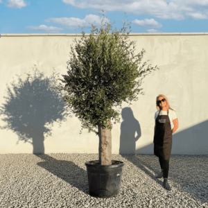 Tuscan Olive Tree B86 (Vecchio Range)