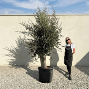 Tuscan Olive Tree B87 (Vecchio Range)