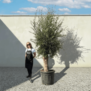 Tuscan Olive Tree B88 (Vecchio Range)