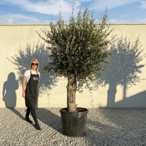 Tuscan Olive Tree B89 (Vecchio Range)