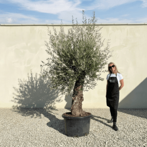 B9 Gnarled Olive Tree (Bella)