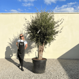 Tuscan Olive Tree B90 (Vecchio Range)