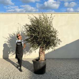 Tuscan Olive Tree B92 (Vecchio Range)