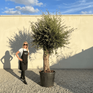 Tuscan Olive Tree B94 (Vecchio Range)