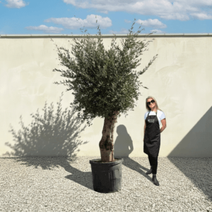 Tuscan Olive Tree B95 (Vecchio Range)