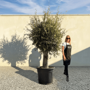 Tuscan Olive Tree B96 (Vecchio Range)