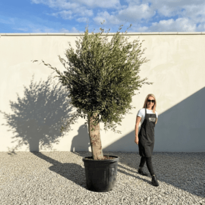 Tuscan Olive Tree B99 (Vecchio Range)