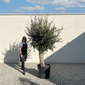Vecchio Tuscan Olive Tree B43