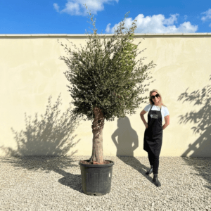 Vecchio Tuscan Olive Tree B45