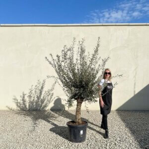 Mediano Tuscan Olive Tree A490
