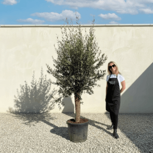 Tuscan Olive Tree (Verde) B243