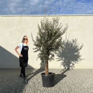 Tuscan Olive Tree (Verde) B244