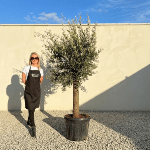 Tuscan Olive Tree (Verde) B245