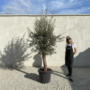Tuscan Olive Tree (Verde) B249