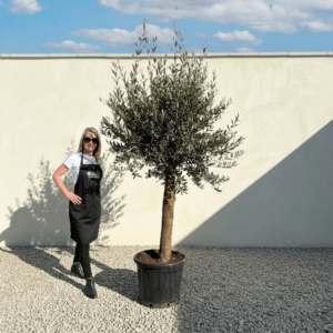Tuscan Olive Tree (Verde) B255