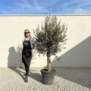 Tuscan Olive Tree (Verde) B258