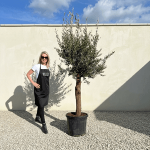 Tuscan Olive Tree (Verde) B259