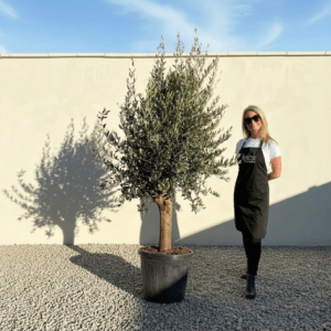 Tuscan Olive Tree (Verde) B312