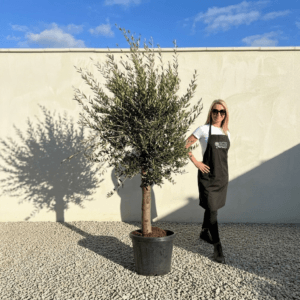 Tuscan Olive Tree (Verde) B313