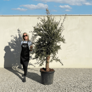 Tuscan Olive Tree (Verde) B314