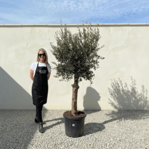 Tuscan Olive Tree (Verde) B316
