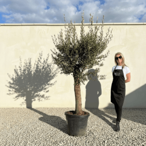 Tuscan Olive Tree (Verde) B317