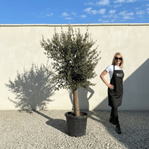 Tuscan Olive Tree (Verde) B320