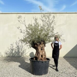 Gnarled Ancient Olive Tree B324 (Grande)