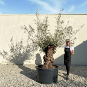 Gnarled Ancient Olive Tree B325 (Grande)