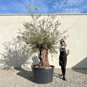 Gnarled Ancient Olive Tree B326 (Grande)