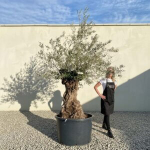 Gnarled Ancient Olive Tree B327 (Grande)