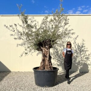 Gnarled Ancient Olive Tree B328 (Grande)