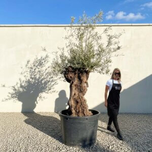 Gnarled Ancient Olive Tree B329 (Grande)